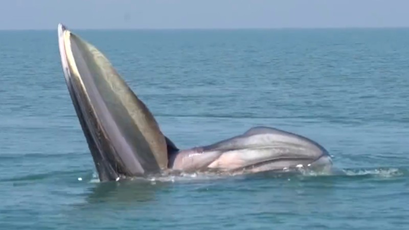 罕見！布氏鯨首次主動(dòng)靠近科研船