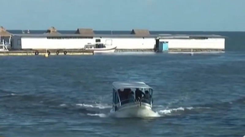 整頓！ 非法營業(yè) 印尼巴厘島解救七只寬吻海豚