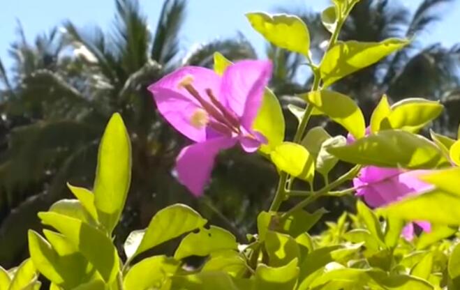 海南：超40℃！多市縣發(fā)布高溫預(yù)警