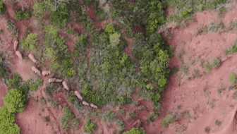 &ldquo;象&rdquo;往何方？ 象群正翻山南行 當(dāng)?shù)赜行蚴枭⑷罕? /></a>
<div   id=