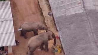 圈粉無數(shù)的&ldquo;大象旅行團&rdquo;走到哪兒了？