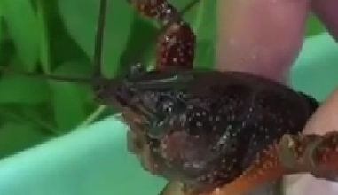 封殺！ 日本擬將小龍蝦指定為外來入侵物種