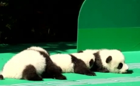 &ldquo;萌神&rdquo;駕到！新生熊貓寶寶&ldquo;C位&rdquo;亮相