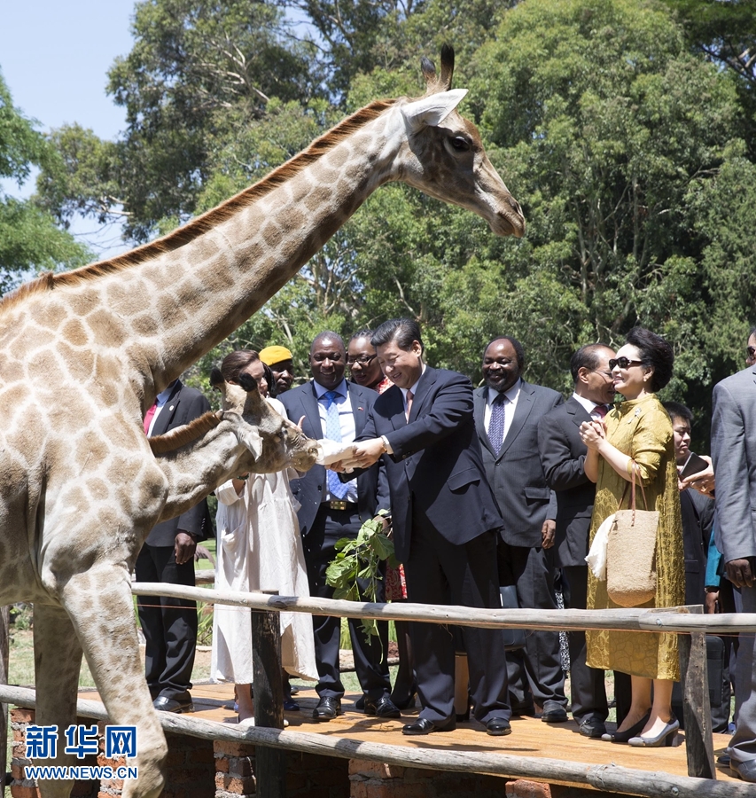 12月2日，國家主席習近平在津巴布韋考察野生動物救助基地。在基地負責人陪同下，習近平和夫人彭麗媛察看了基地救助的野生動物，并給大象、長頸鹿遞喂水果、樹葉。新華社記者 黃敬文 攝 
