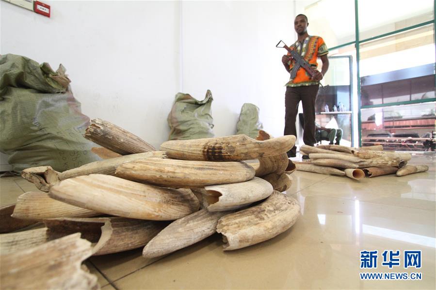 （國際）（2）坦桑尼亞再度拍賣河馬牙引爭(zhēng)議