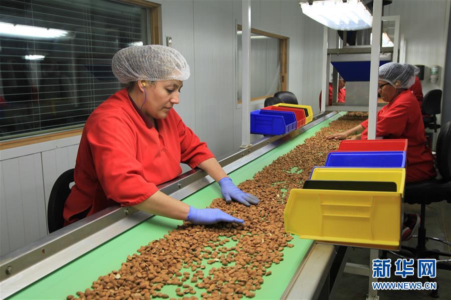 (國際·圖文互動(dòng))(1)加州巴旦木種植業(yè)農(nóng)民期待中美早日消除貿(mào)易摩擦