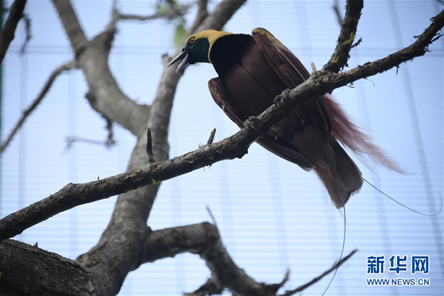 （國際）（3）走進(jìn)APEC峰會(huì)舉辦地&mdash;&mdash;莫爾茲比港