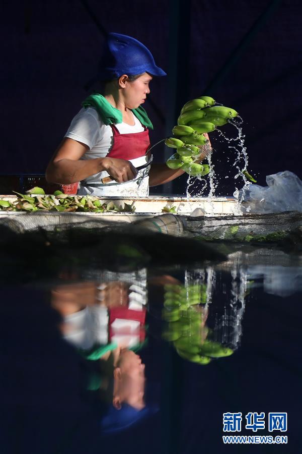 (國際·圖文互動(dòng))(2)菲律賓香蕉“北上”記