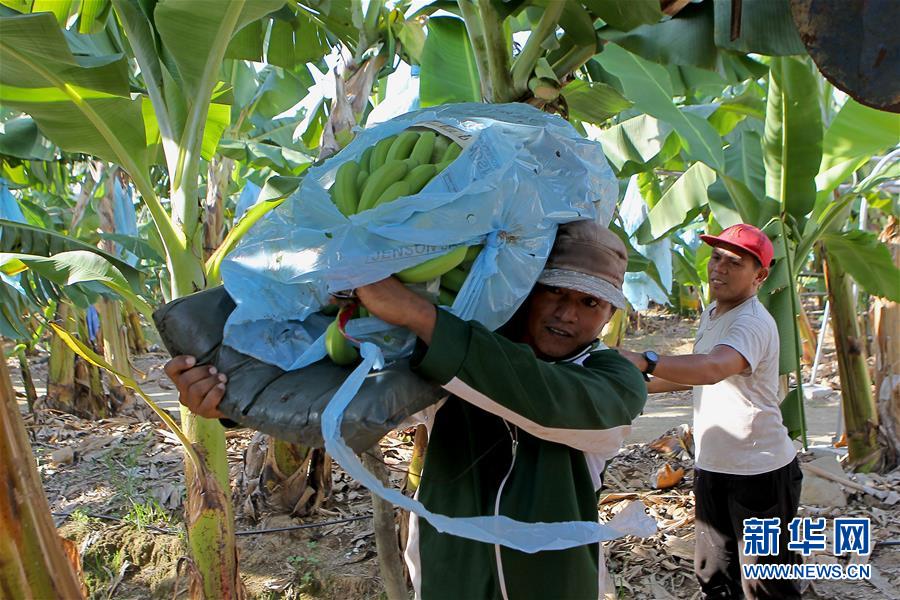 (國際·圖文互動(dòng))(3)菲律賓香蕉“北上”記