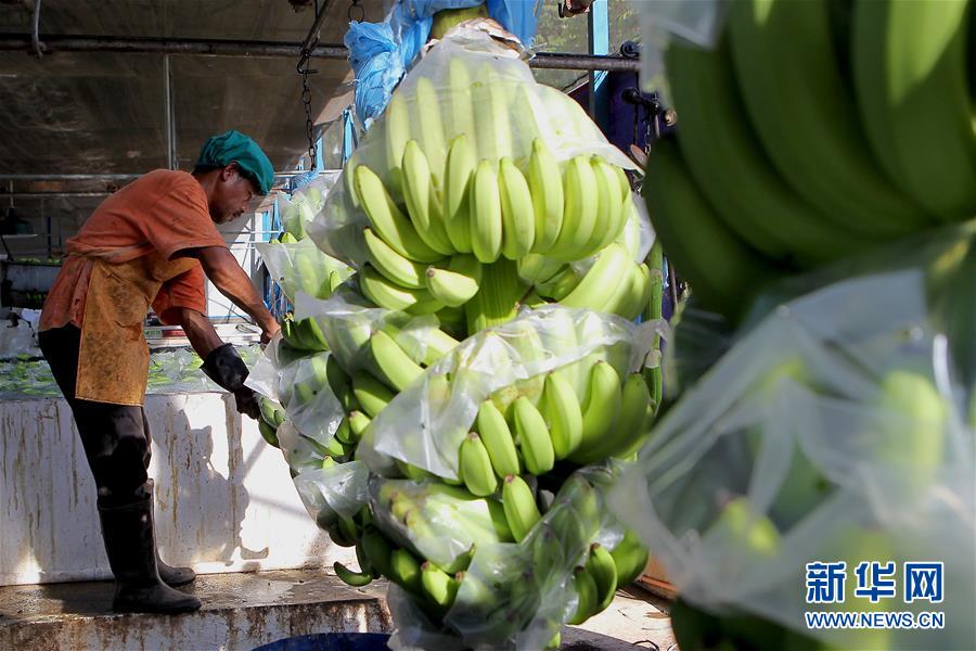 (國際·圖文互動(dòng))(4)菲律賓香蕉“北上”記