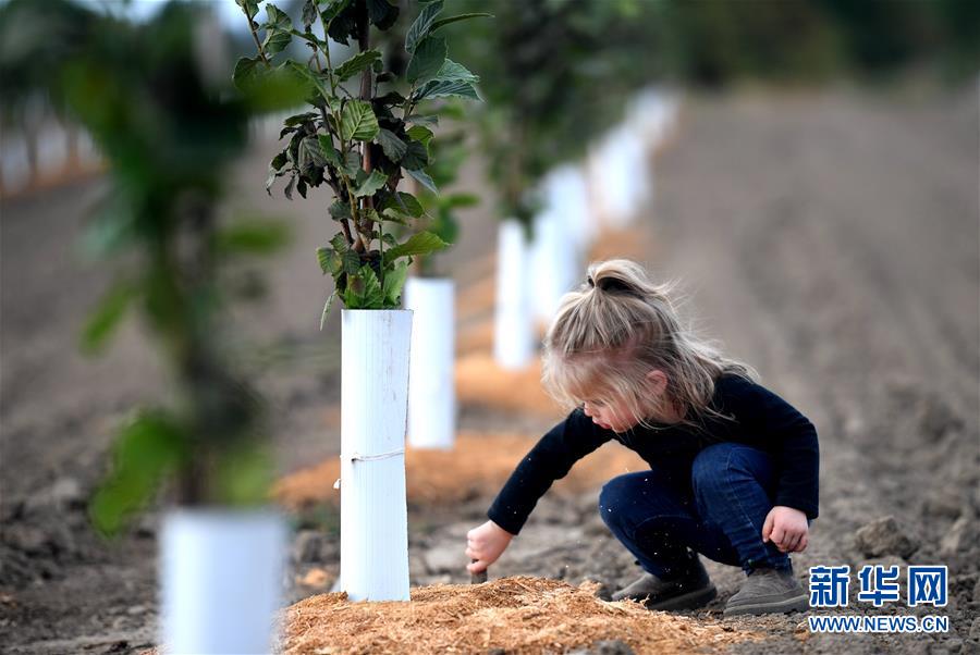 （國(guó)際&middot;圖文互動(dòng)）（10）&ldquo;這些樹(shù)寄托著我們對(duì)中國(guó)市場(chǎng)的信心&rdquo;&mdash;&mdash;探訪(fǎng)美俄勒岡州榛子果農(nóng)