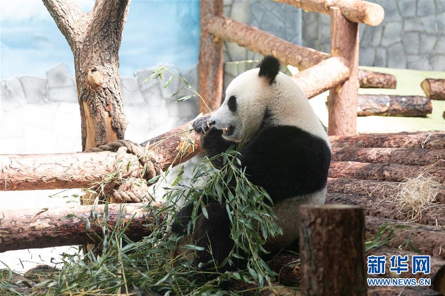 (習(xí)近平出訪配合稿·圖文互動)(3)通訊:“友誼使者”中國大熊貓入住莫斯科新家