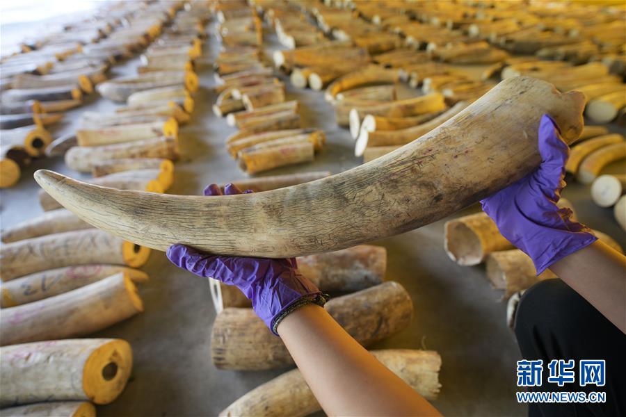 (國(guó)際)(1)新加坡截獲史上數(shù)量最多的走私象牙