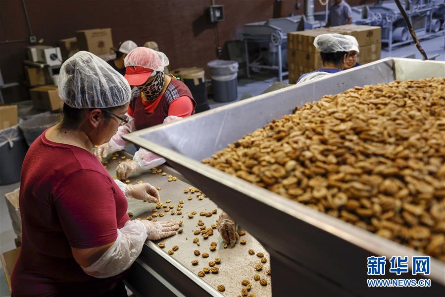 (國際·圖文互動(dòng))(7)通訊:期待美中盡早達(dá)成貿(mào)易協(xié)議——颶風(fēng)和關(guān)稅夾擊下的美國山核桃種植戶盼重回中國市場