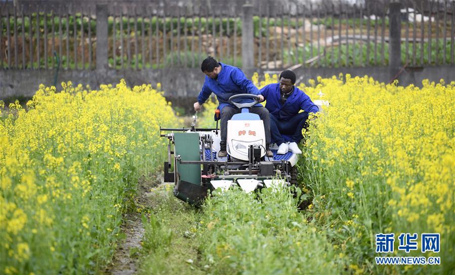 （在習近平新時代中國特色社會主義思想指引下&mdash;&mdash;新時代新作為新篇章&middot;總書記關切開放事&middot;圖文互動）（10）來中國&ldquo;學種地&rdquo;的&ldquo;洋學生&rdquo;