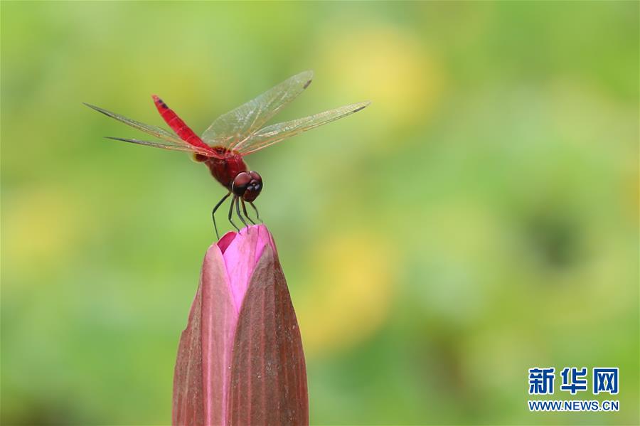 （國際&middot;年終報(bào)道）（7）2019，精&ldquo;彩&rdquo;紛呈