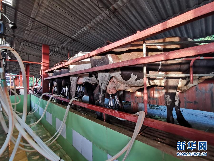 (國際·圖文互動)(3)通訊:“有機(jī)”已成古巴農(nóng)民生活方式