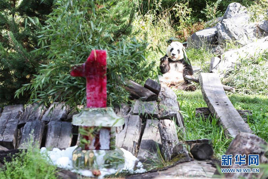 (國際)(3)德國柏林動(dòng)物園為大熊貓雙胞胎慶生
