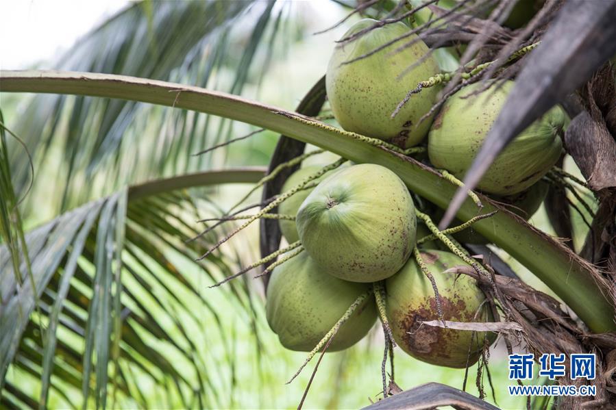 （第三屆進(jìn)博會(huì)&middot;圖文互動(dòng)）（8）通訊：椰香飄進(jìn)進(jìn)博會(huì) 市場開放共繁榮&mdash;&mdash;一名泰國椰商的心聲