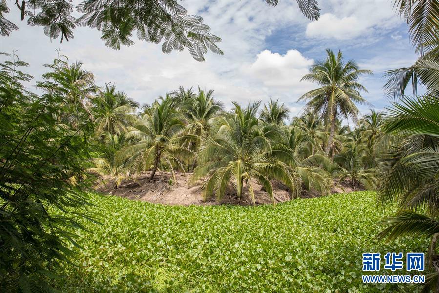 （第三屆進(jìn)博會(huì)&middot;圖文互動(dòng)）（9）通訊：椰香飄進(jìn)進(jìn)博會(huì) 市場開放共繁榮&mdash;&mdash;一名泰國椰商的心聲