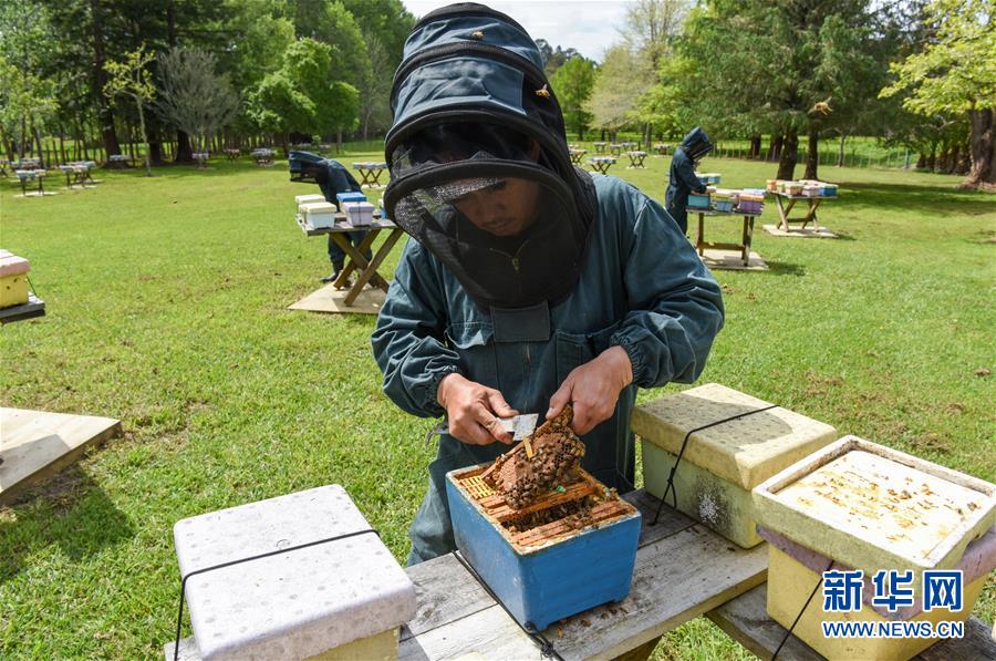 （第三屆進博會&middot;圖文互動）（7）通訊：新西蘭的進博會味道，甜