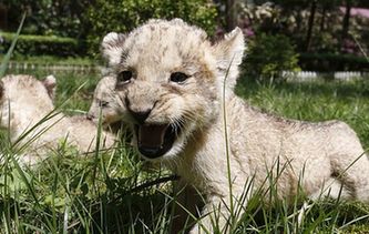 貴陽：獅子&ldquo;兄弟&rdquo;組團(tuán)賣萌