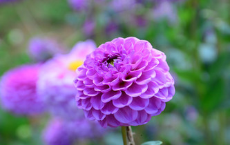 宛如童話世界！昆明撈魚河濕地公園8萬株大麗花綻放
