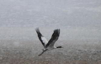甘肅肅南：高原&ldquo;精靈&rdquo;黑頸鶴雪中嬉戲