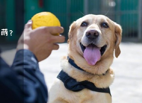 為了&ldquo;破冰&rdquo;，它們英勇無畏！