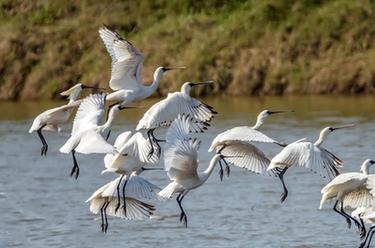 黑臉琵鷺&ldquo;長(zhǎng)駐&rdquo;閩江口濕地