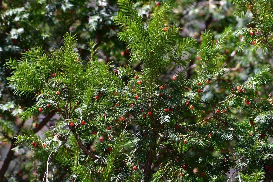 時隔40多年，我國再度發(fā)現(xiàn)珍稀瀕危植物密葉紅豆杉種群