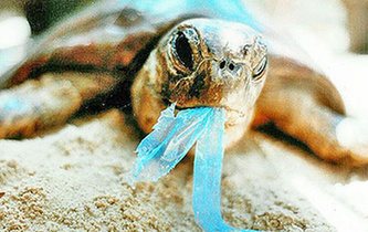 你隨手一扔，也許就毀掉它們的一生！