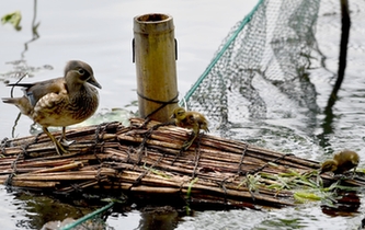 超有愛！西湖里的鴛鴦&ldquo;愛心橋&rdquo;升級