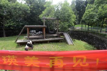 大熊貓&ldquo;瑛美&rdquo;告別揚(yáng)州回家鄉(xiāng)四川